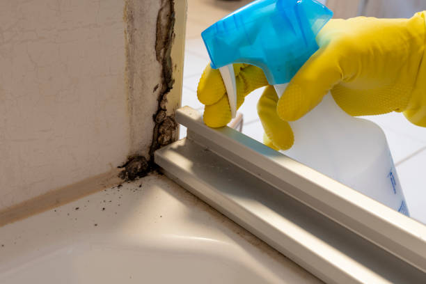 Best Toxic Mold Removal  in Tipp City, OH