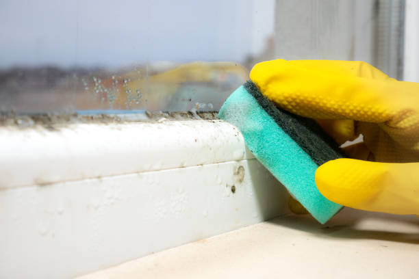 Best Certified Mold Removal  in Tipp City, OH