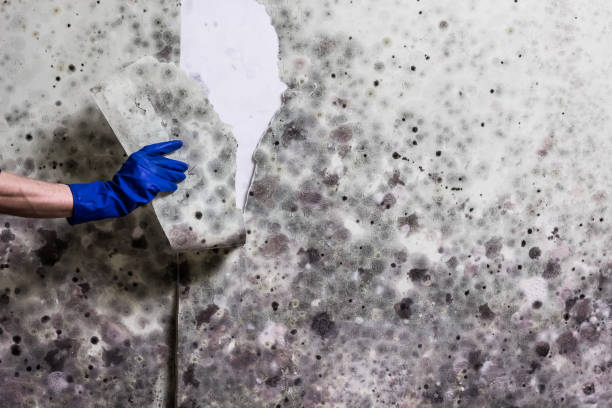 Office Mold Removal Services in Tipp City, OH
