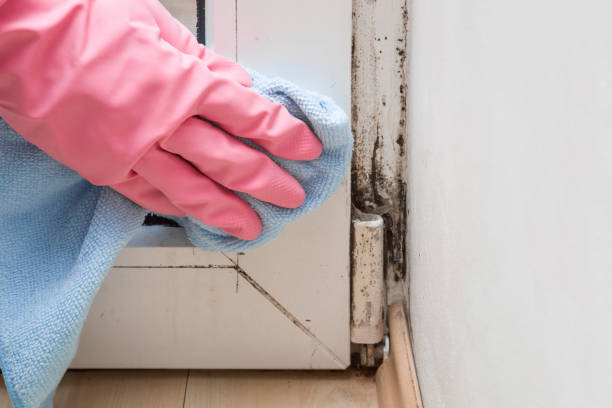 Crawl Space Mold Removal in Tipp City, OH