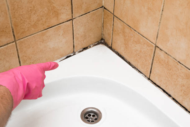 Attic Mold Removal in Tipp City, OH