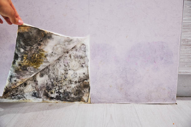 Best Office Mold Removal Services  in Tipp City, OH